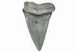 Fossil Broad-Toothed Mako Tooth - Georgia #339898-1